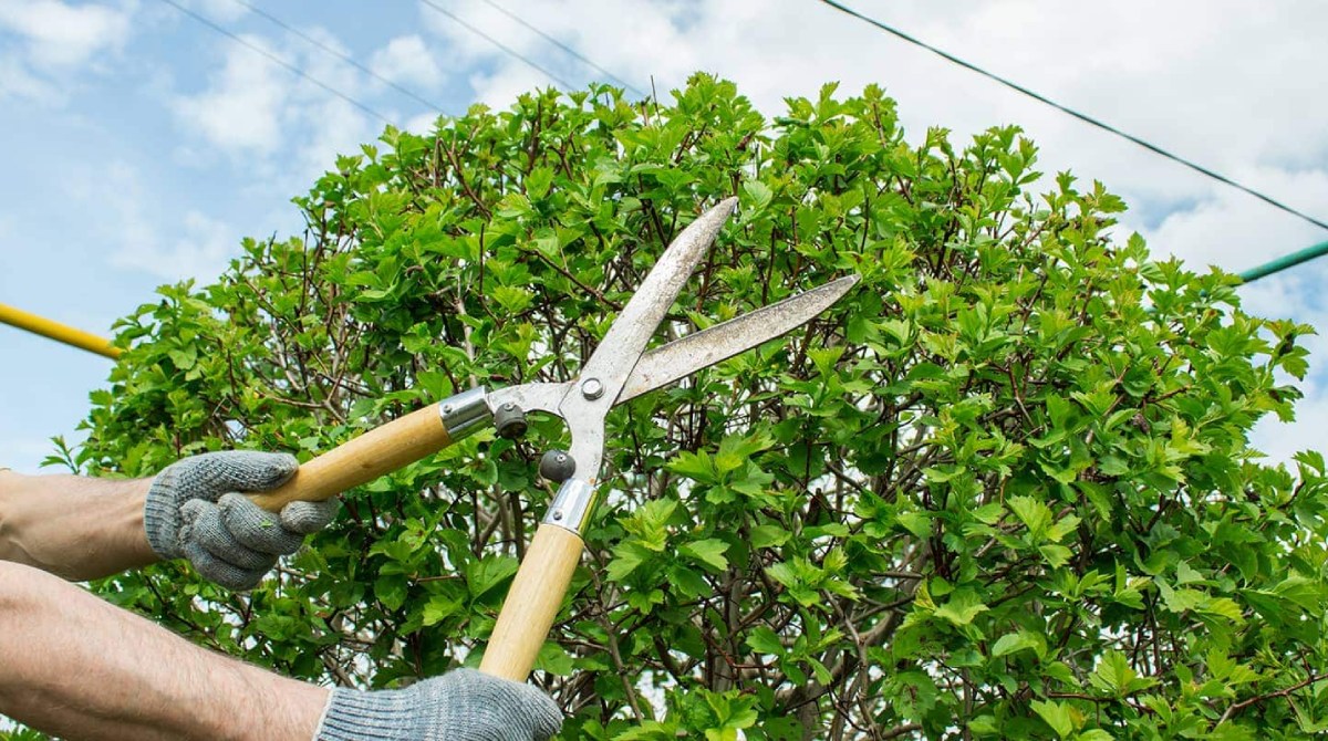 Tree Pruning Image